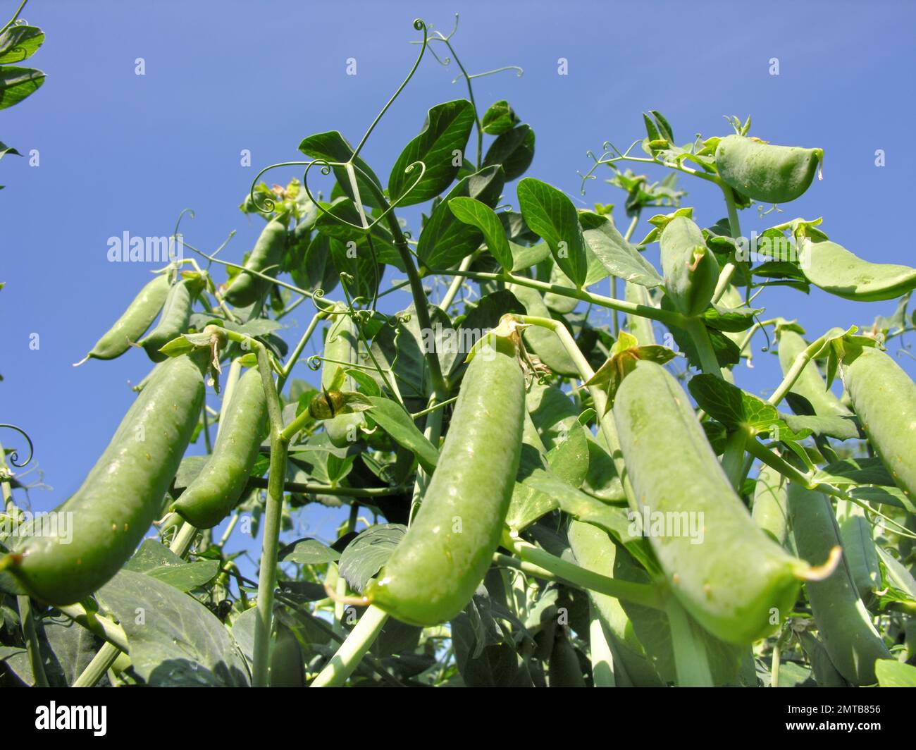 close-up of the growing garden pea in the vegetable garden Stock Photo