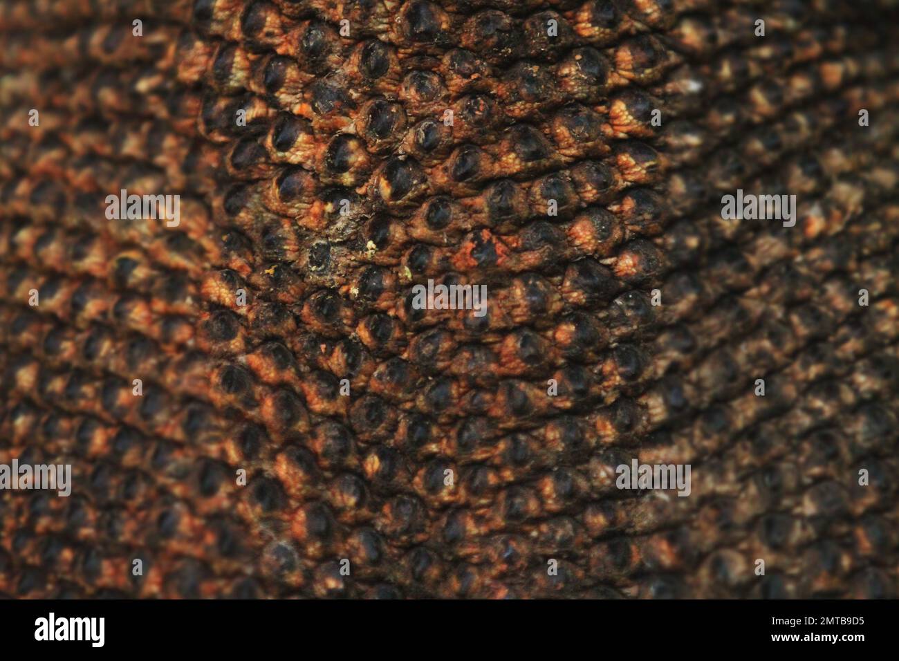 Close up of a Komodo Dragon's scales. Komodo National Park, West Manggarai Regency, East Nusa Tenggara, Indonesia Stock Photo