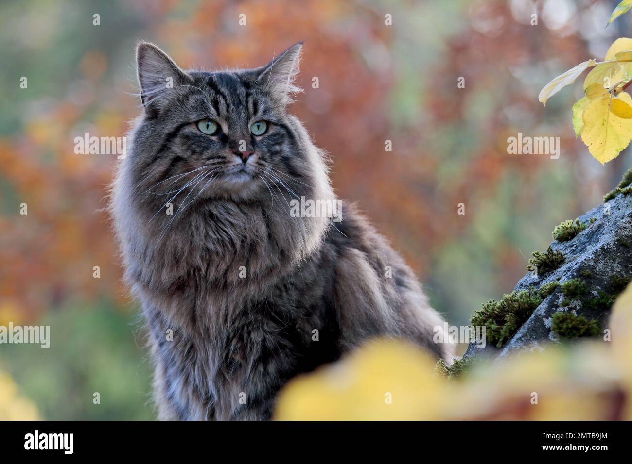 Norwegian forest cat male in autumnal scenery Stock Photo Alamy
