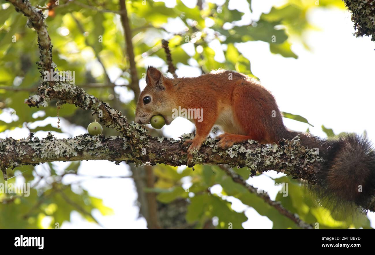 Squirrel on a tree finding acorns Stock Photo Alamy