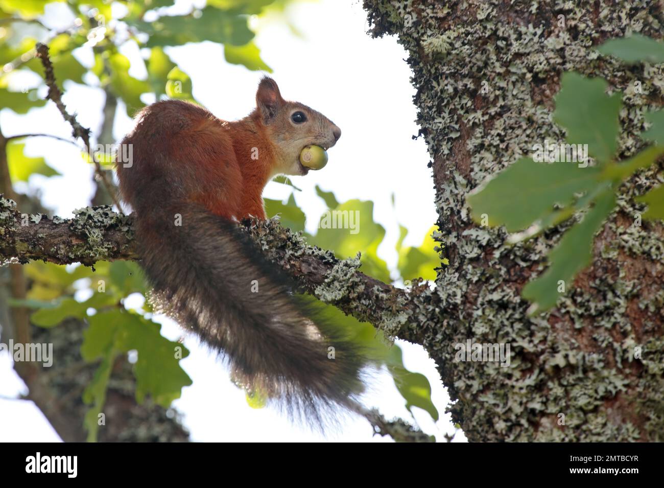 Squirrel sitting oak tree hires stock photography and images Alamy