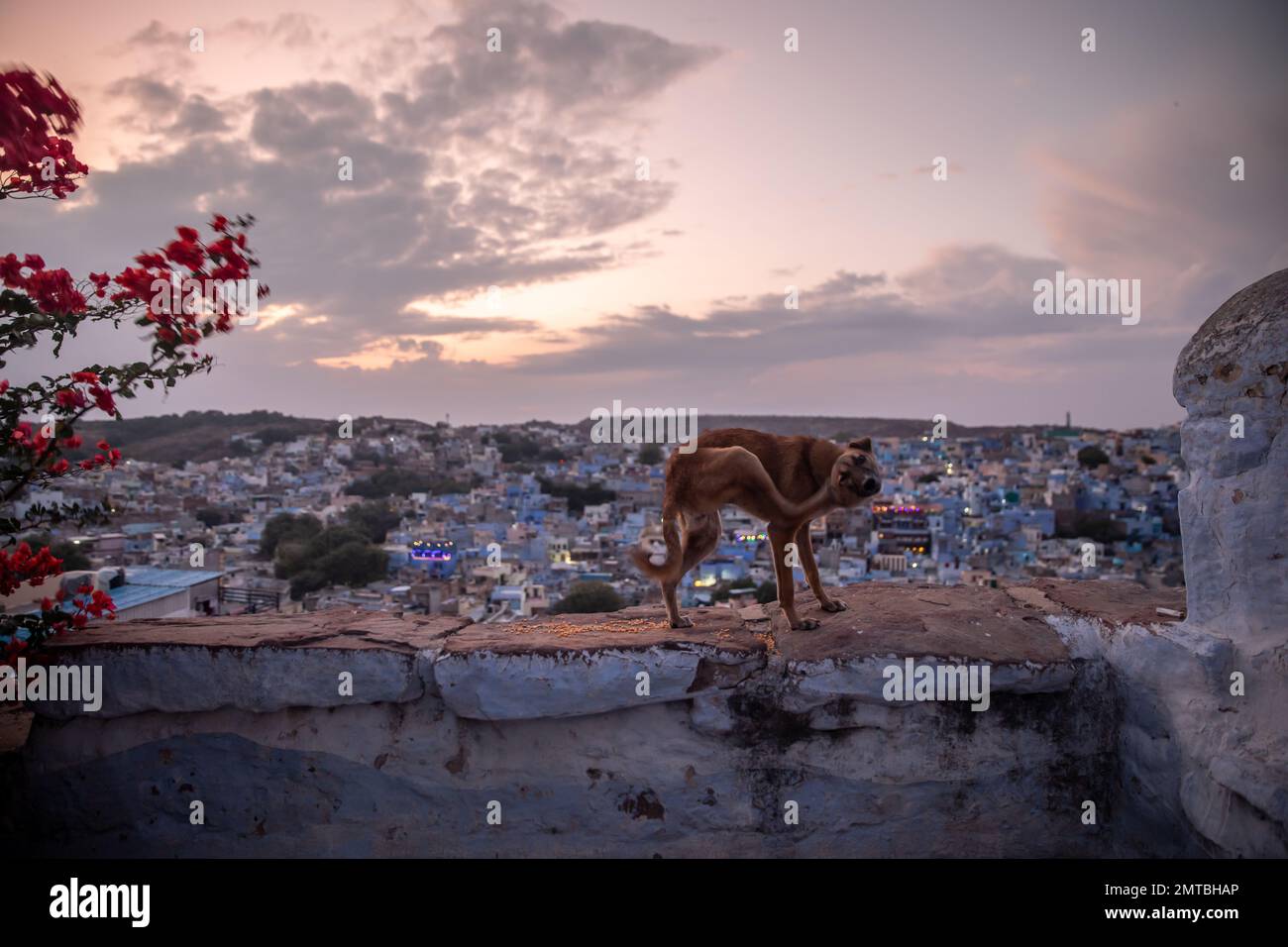 A small stray dog scratching it's head with a view of Jodhpur in the background. Jodhpur, Rajasthan, India Stock Photo