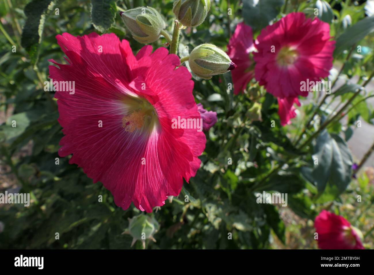 Full bloom flower beds hi-res stock photography and images - Alamy
