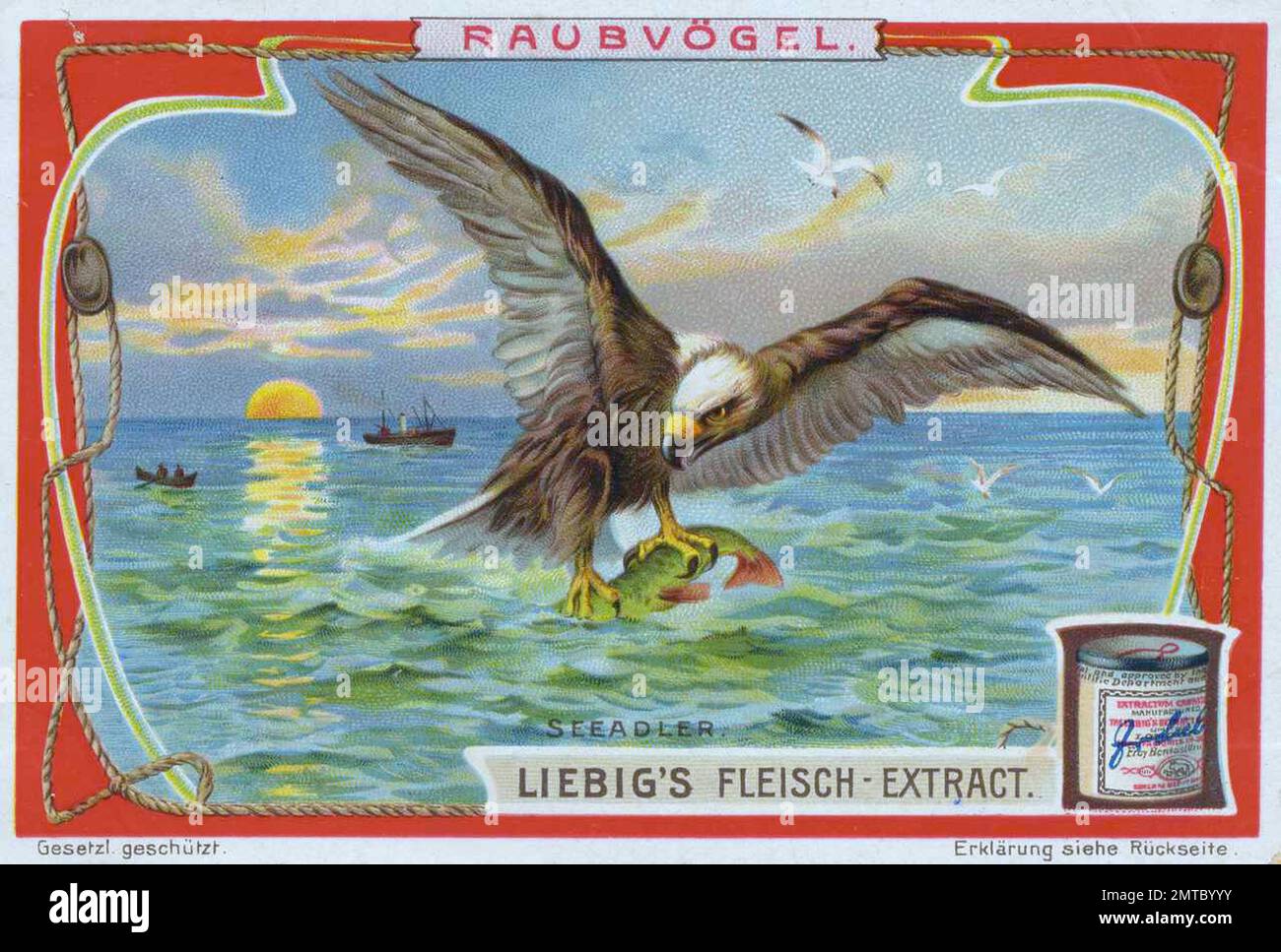 Bilderserie Raubvögel, Seeadler, digital restaurierte Reproduktion eines Sammelbildes von ca 1900, gemeinfrei, genaues Datum unbekannt  / Stock Photo
