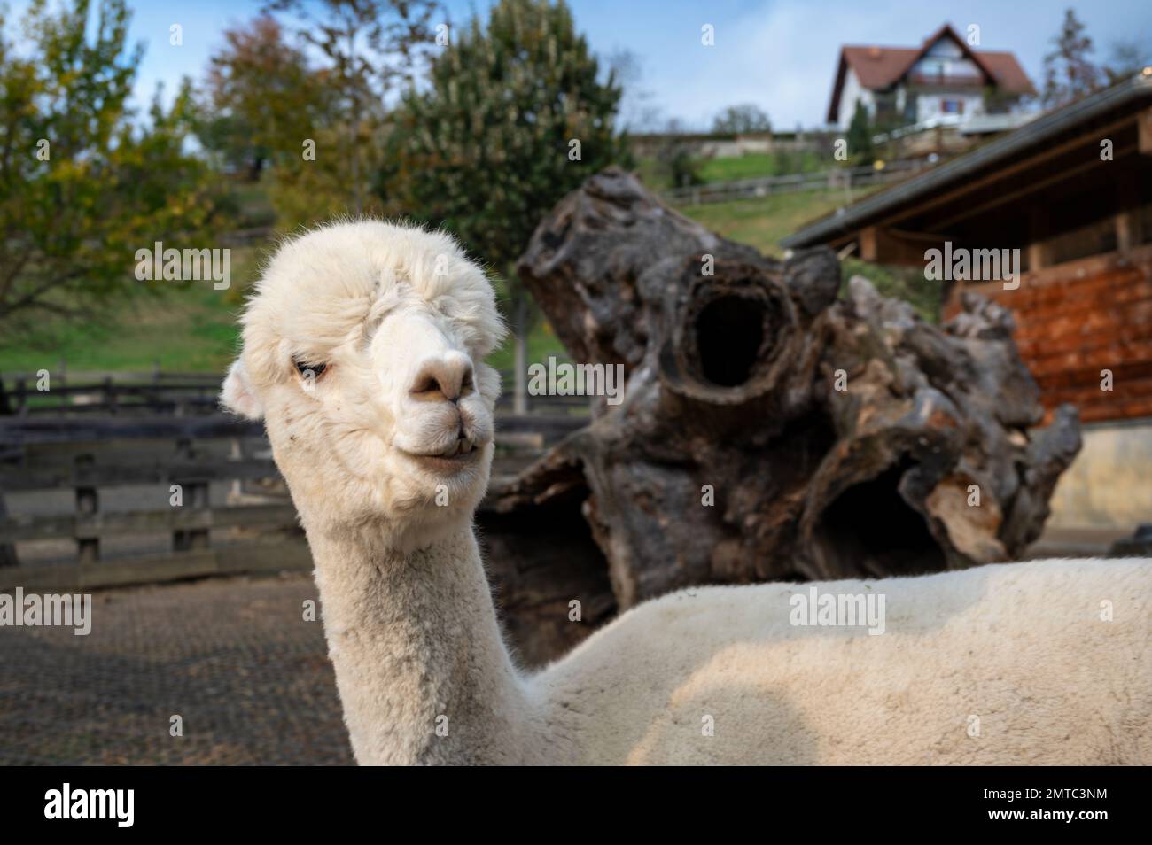 Farm animals walking around in the Zotter chocolate factory petting