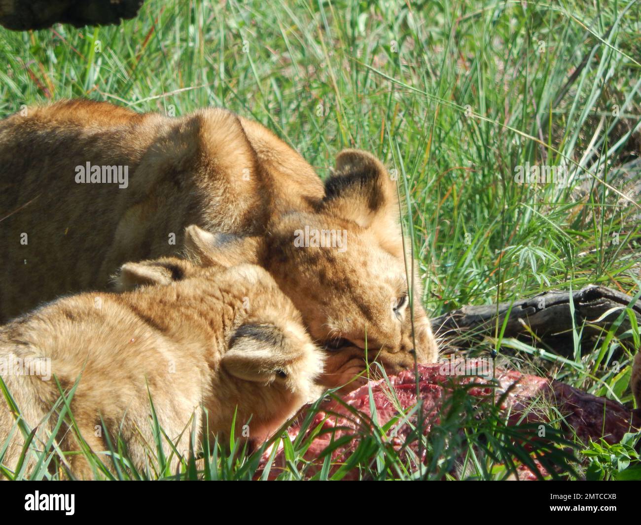 Hungry Lions Eating The Prey Predators In The Natural Habitat Stock