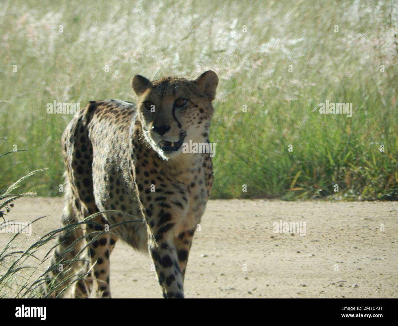 A closeup of majestic cheetah, the fastest animal in the world Stock Photo  - Alamy
