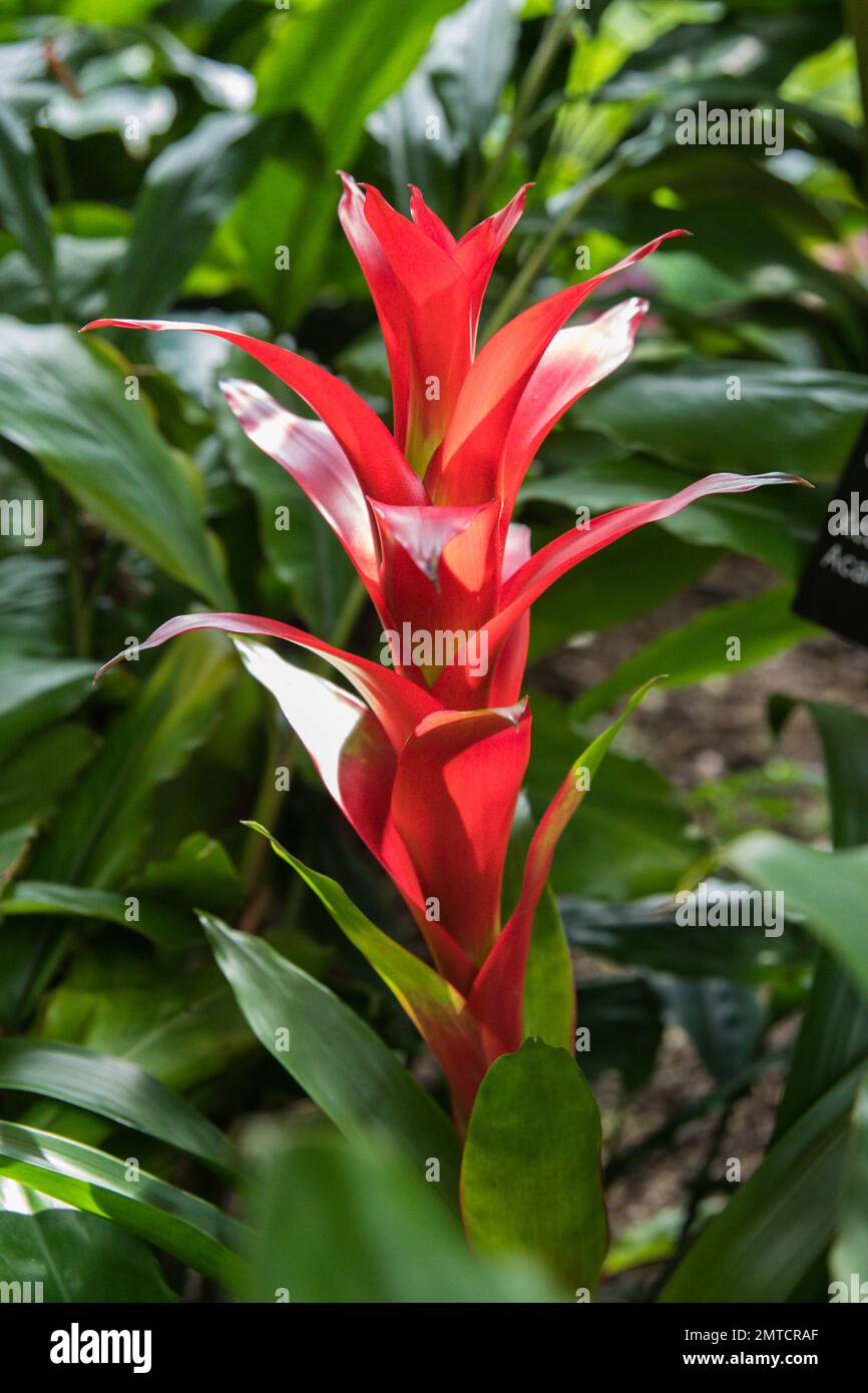 A vertical shot of a red Guzmania (tufted airplant) Stock Photo