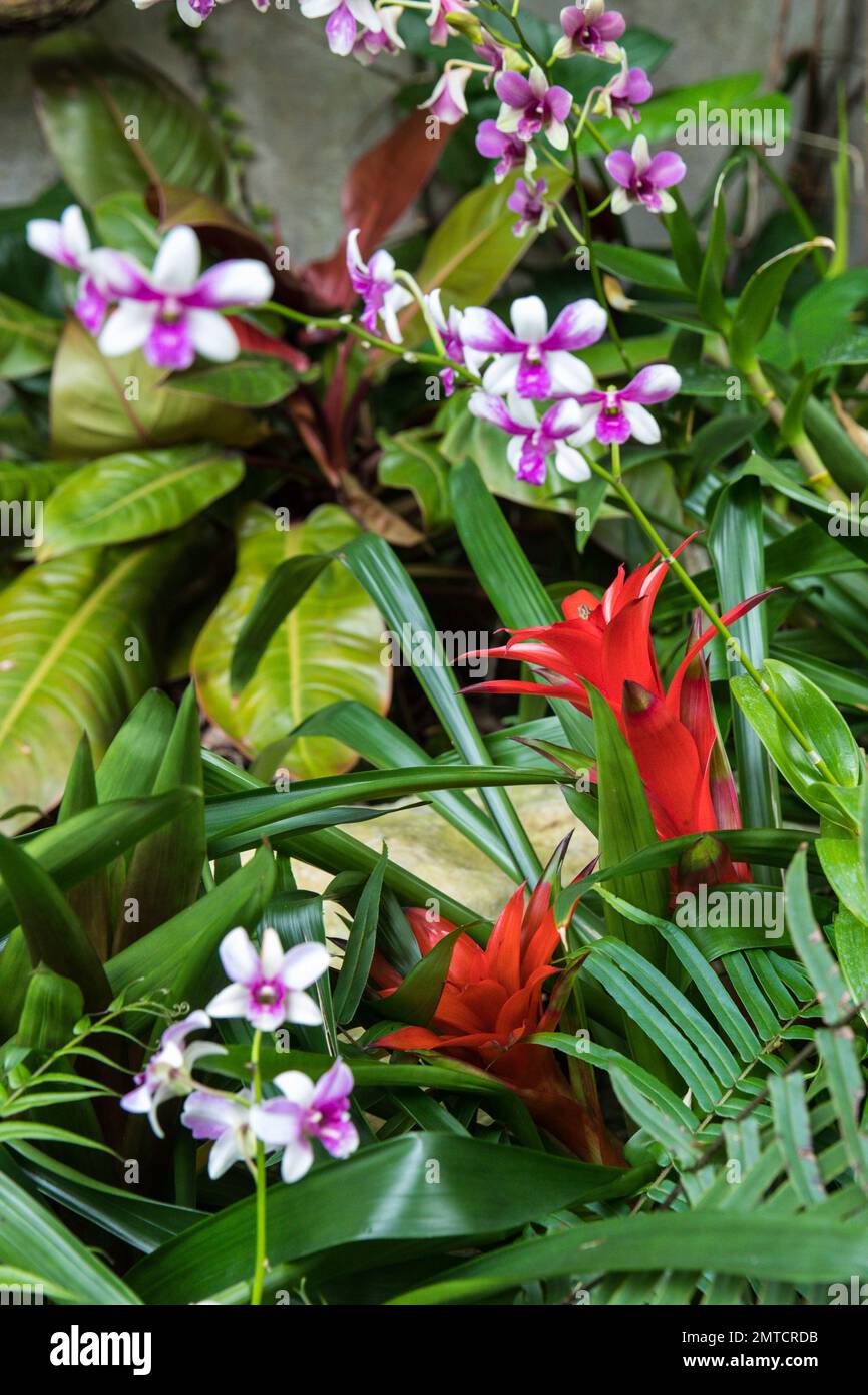 A vertical shot of red Guzmania (tufted airplant) and purple Orchids Stock Photo