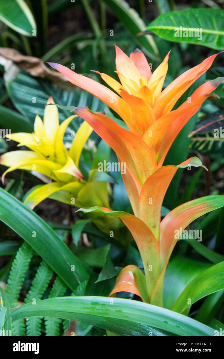 A vertical shot of a yellow Guzmania (tufted airplant) Stock Photo