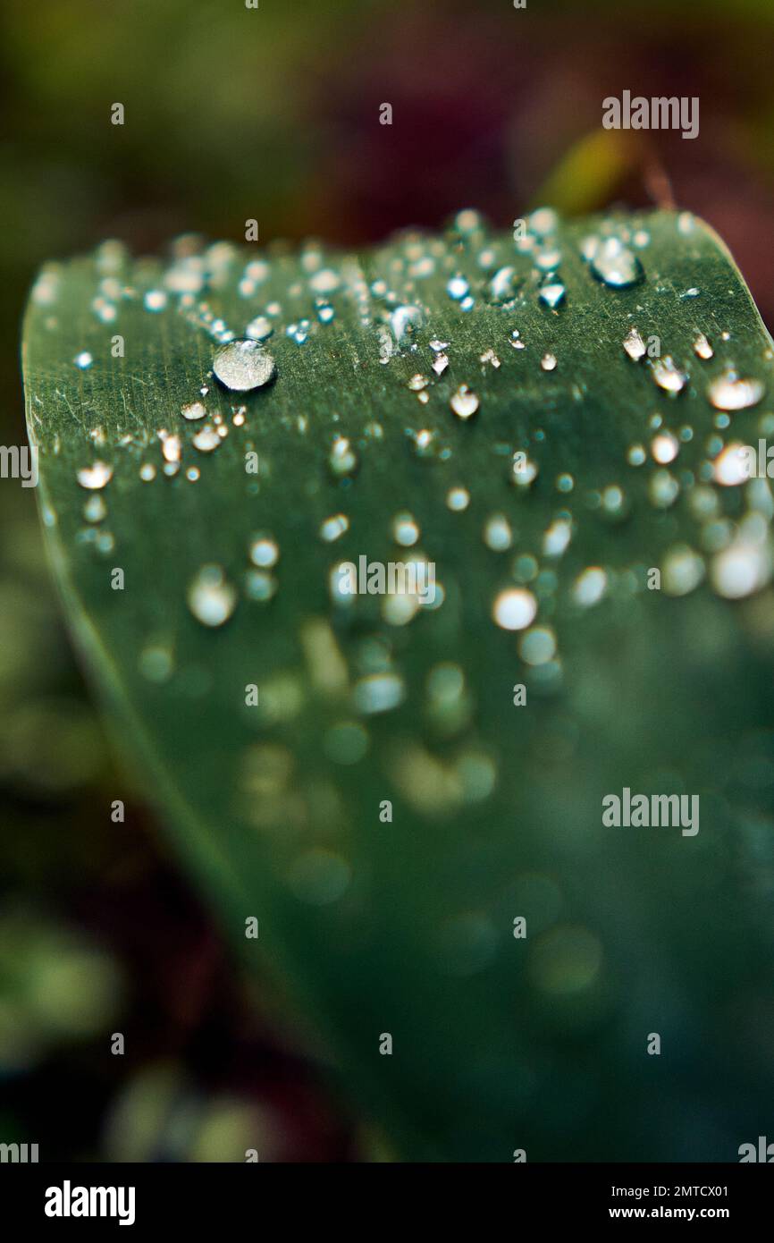 A macro of drops on green leaf with blur background Stock Photo