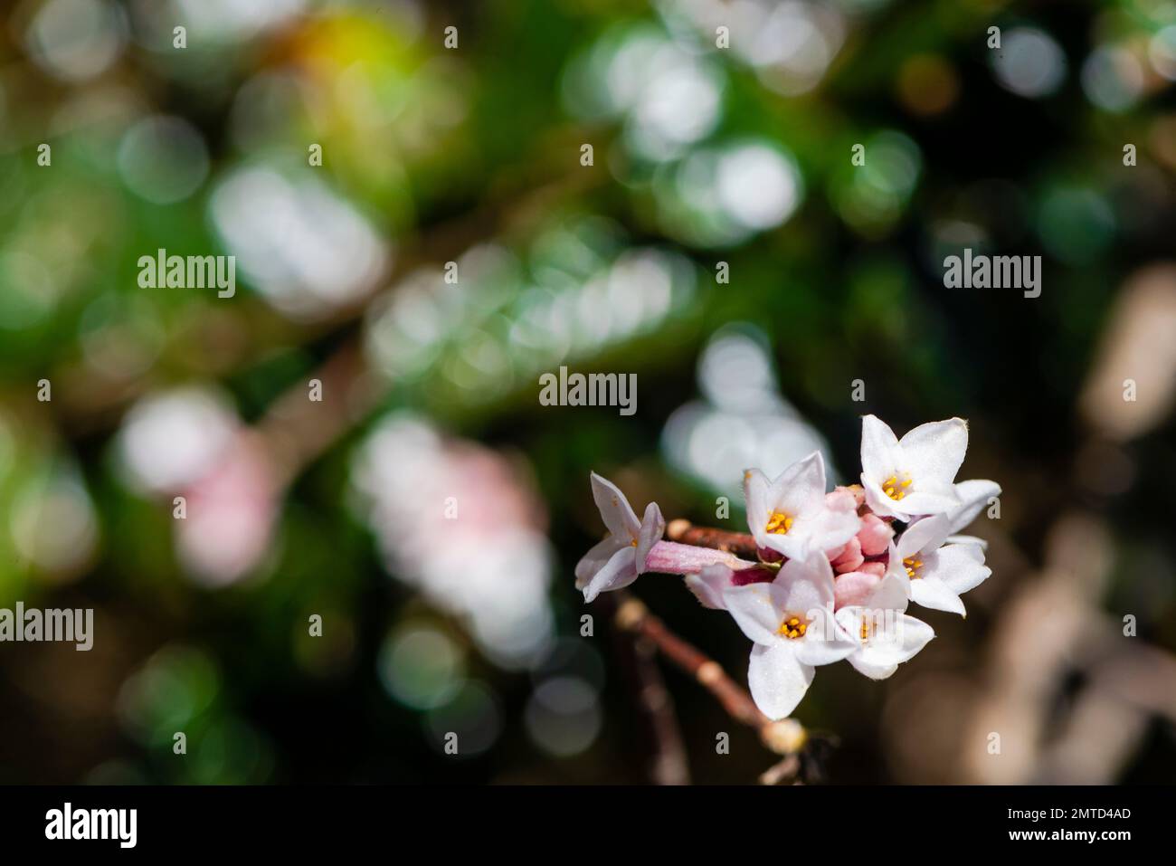A closeup shallow focus of Daphne Perfume Princess flowering evergreen shrub with beautiful flowers Stock Photo