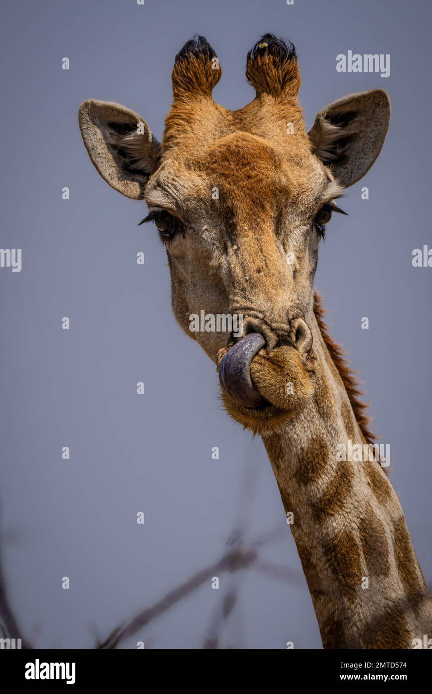 A funny giraffe cleans its nose with its tongue. Namibia, South Africa