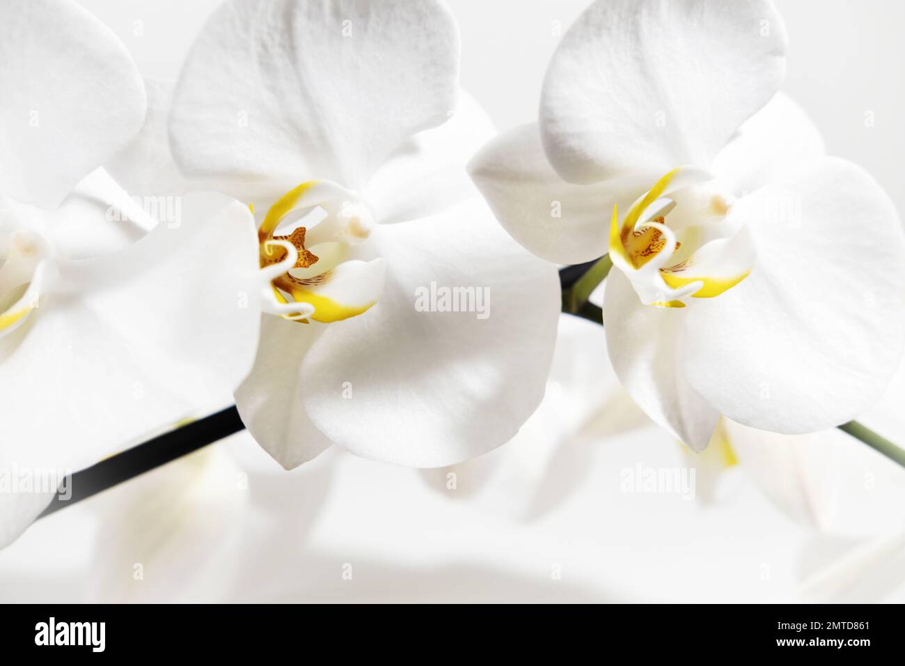 White orchid flowers close-up on a white background. Floral white background. Home tropical plants. Stock Photo