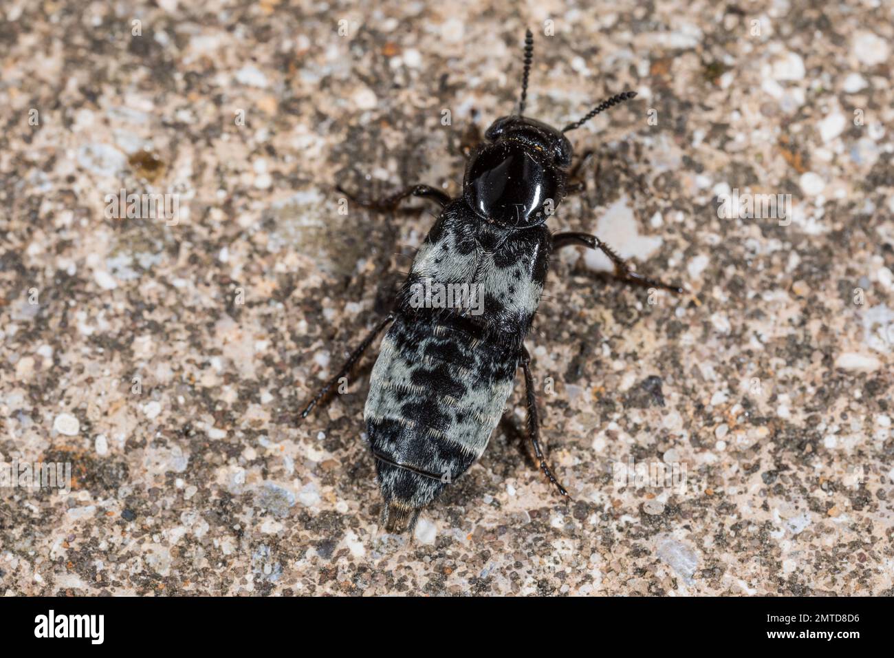 Hairy Rove Beetle (Creophilus maxillosus), Staphylinidae - Suffolk - July 2020 Stock Photo