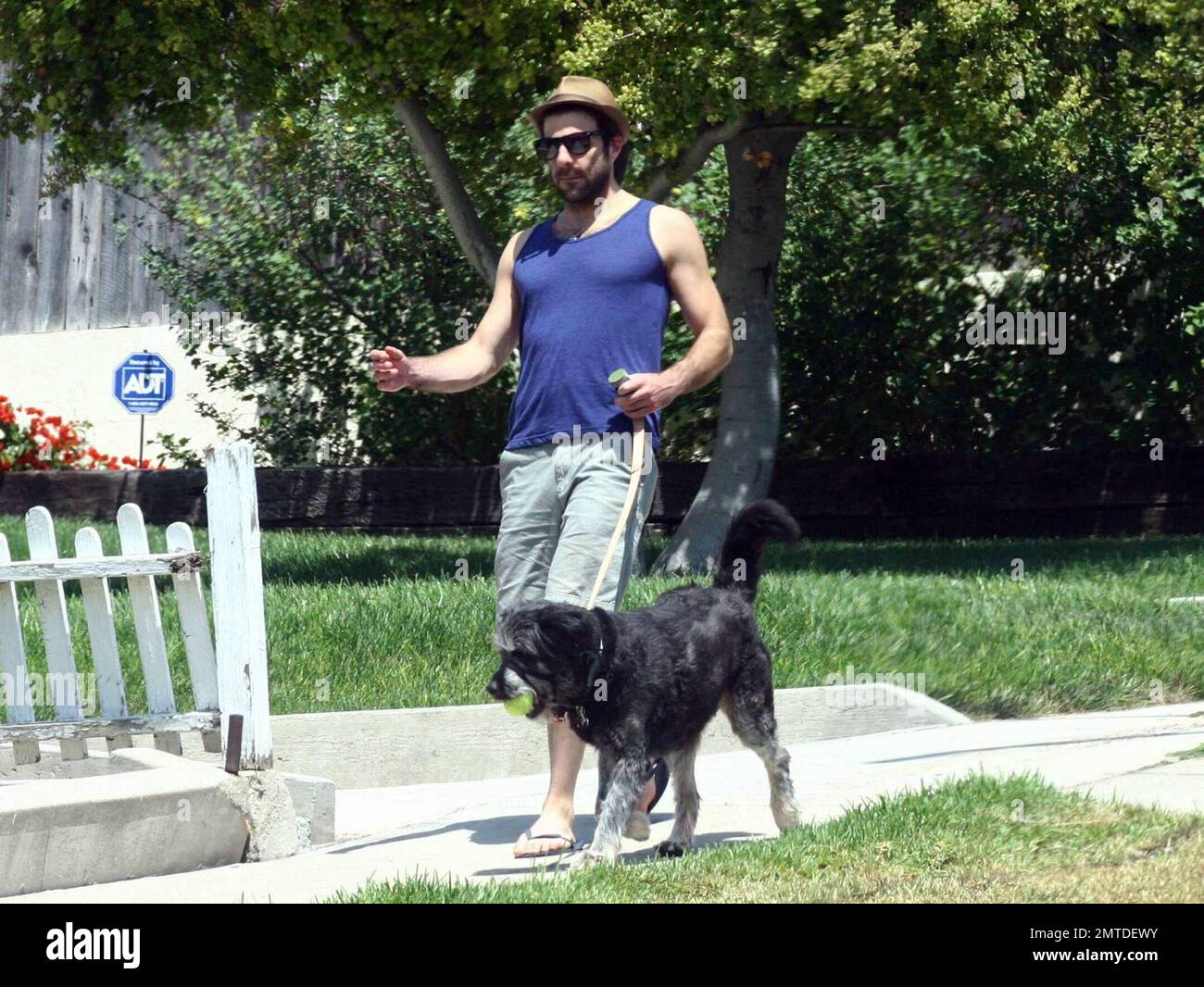  Zachary Quinto takes his Irish Wolfhound/Airedale Terrier dog Noah