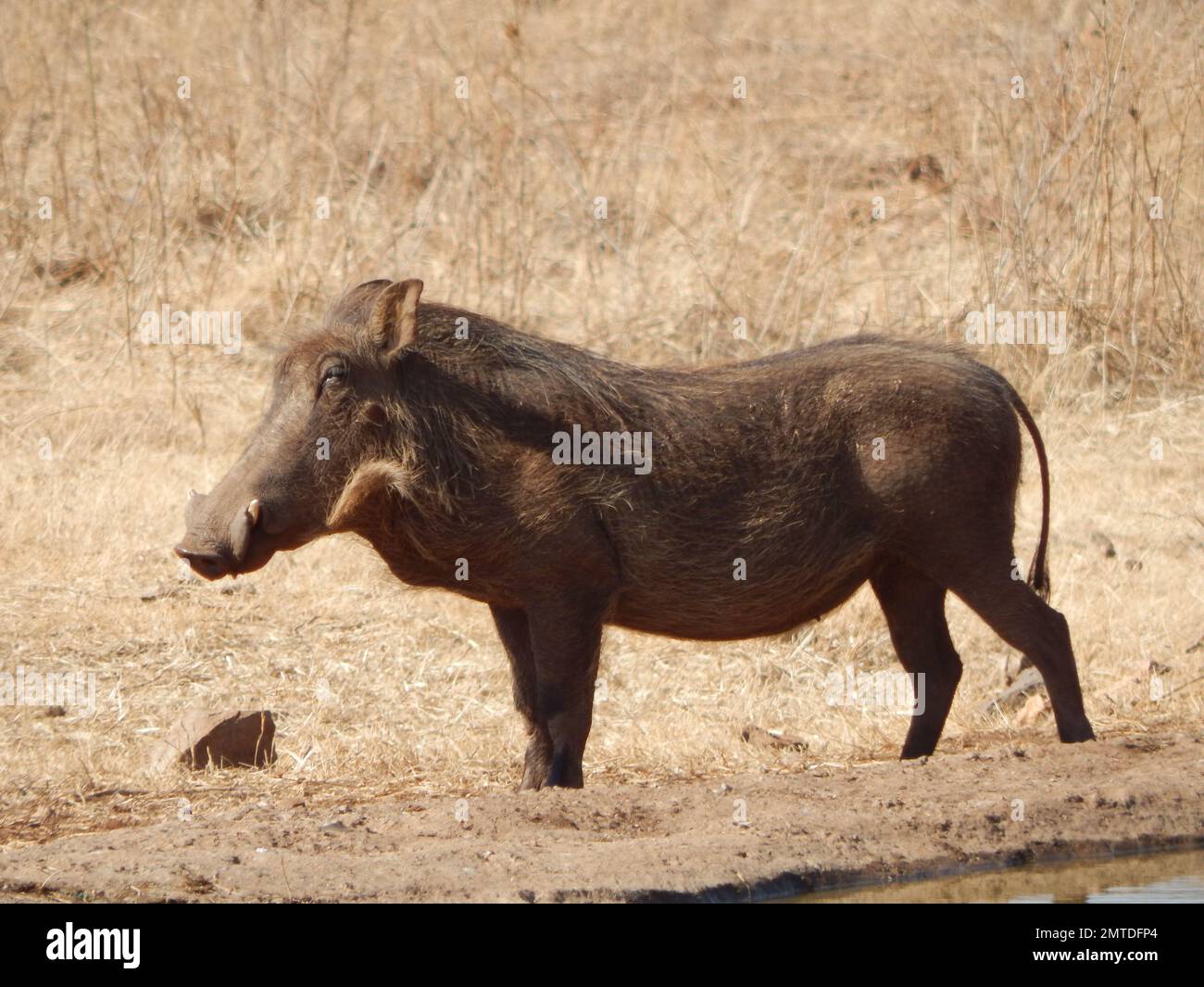 African water hog hi-res stock photography and images - Alamy
