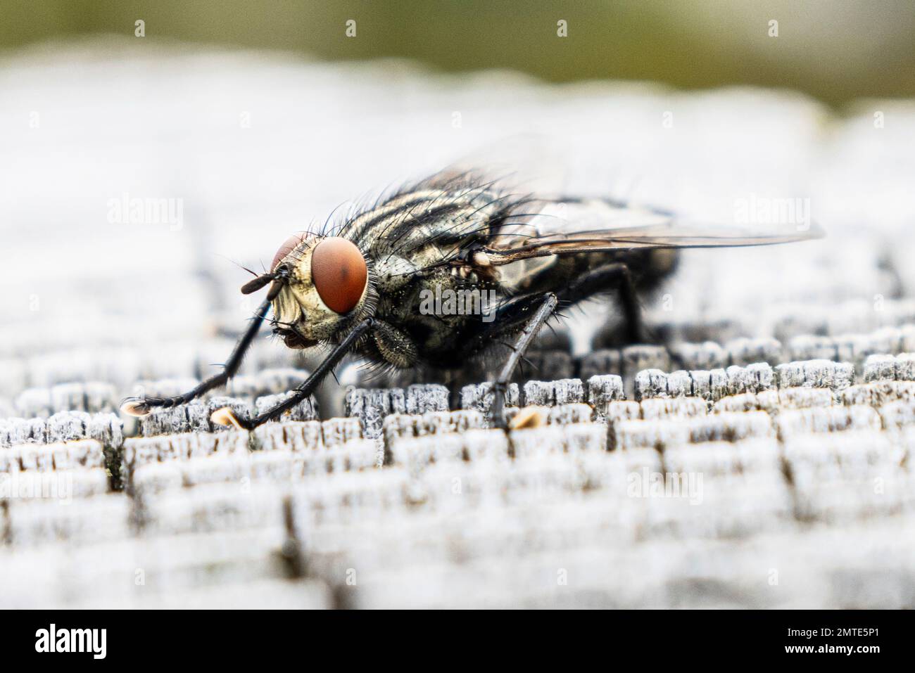 Stubenfliege Hi Res Stock Photography And Images Alamy
