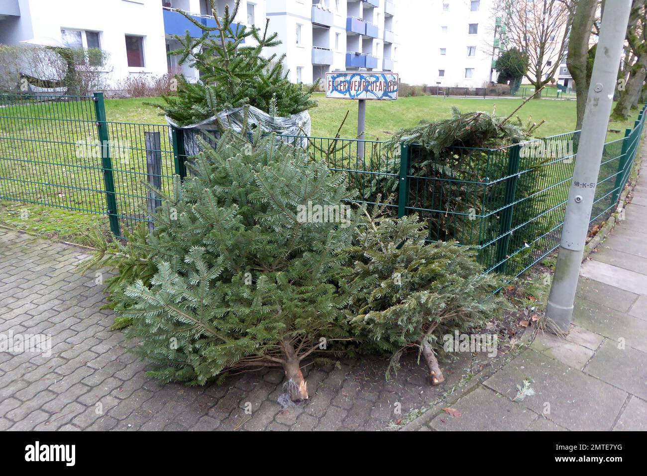 Weihnachtsbaum / Tannenbaum Entsorgung an der  Strasse / Gehweg Stock Photo