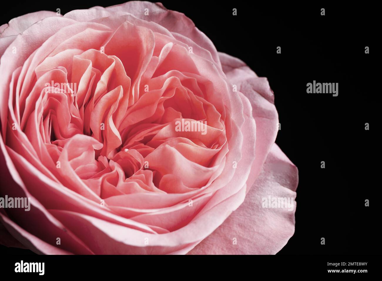 Beautiful rose on black background, closeup. Floral card design with ...