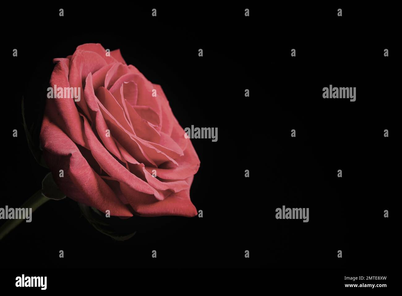 Beautiful rose on black background, space for text. Floral card design ...