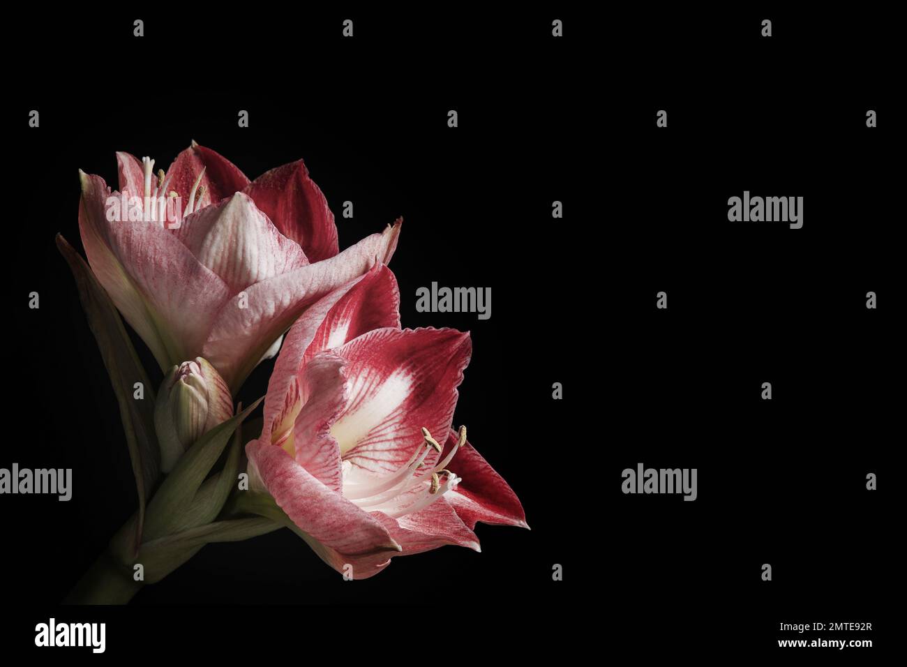 Beautiful fresh amaryllis on black background, space for text. Floral ...