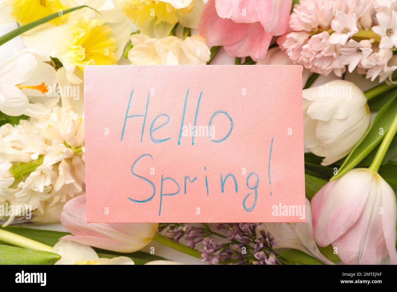 Pink card with words HELLO SPRING on fresh flowers, top view Stock ...