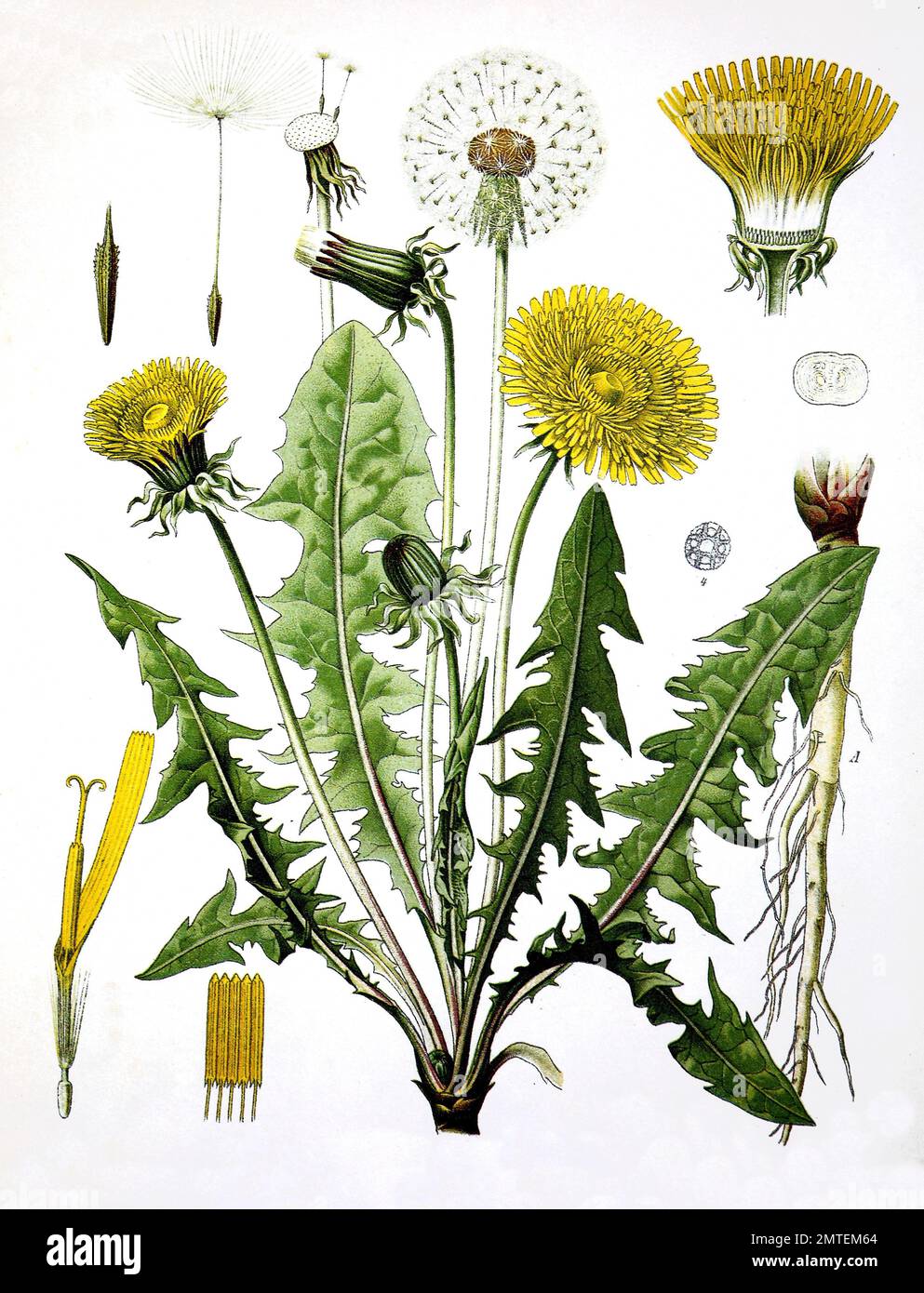 Taraxacum officinale, the common dandelion, dandelion, Medicinal plant Stock Photo