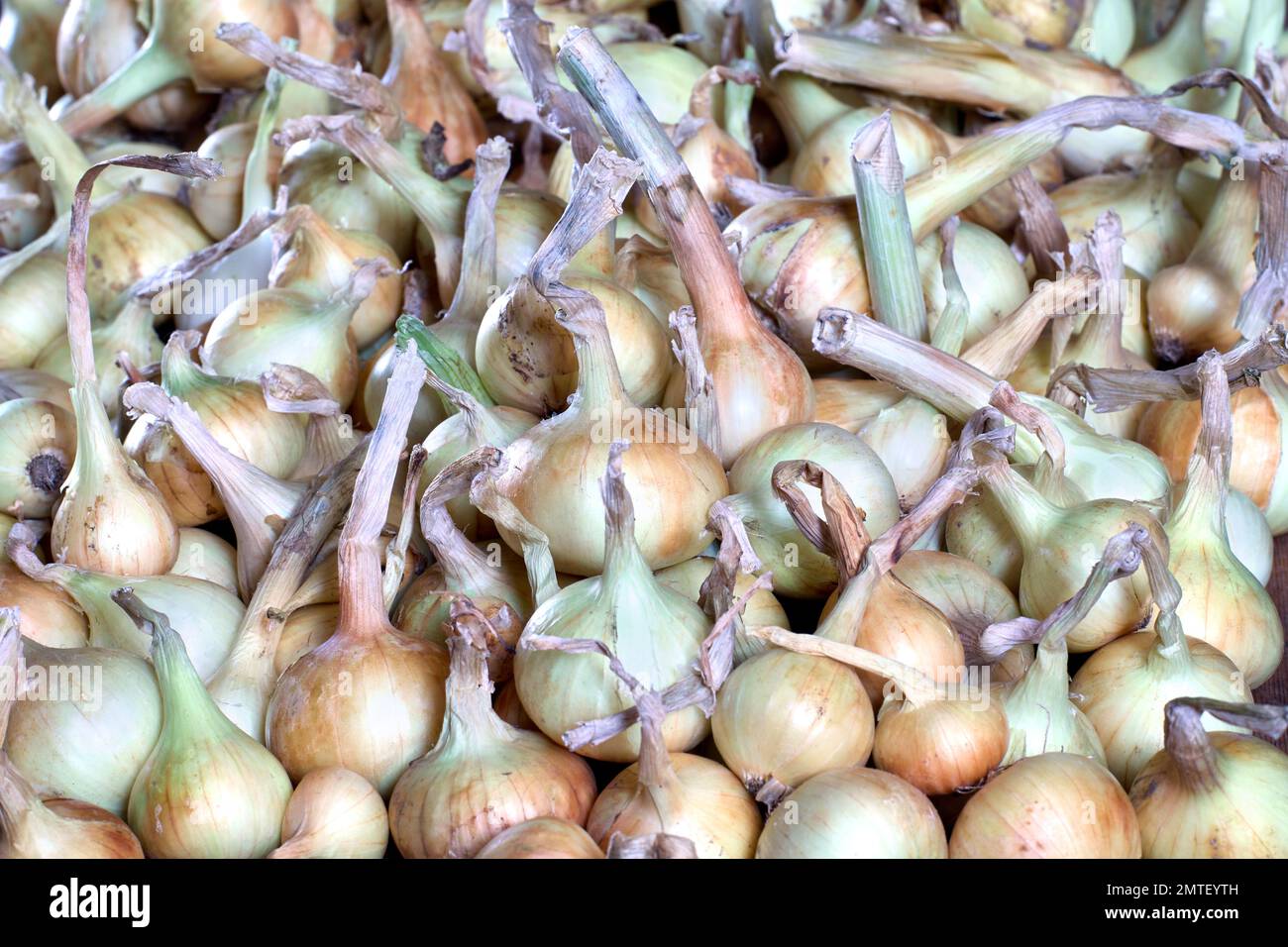 Storage of onions hi-res stock photography and images - Alamy