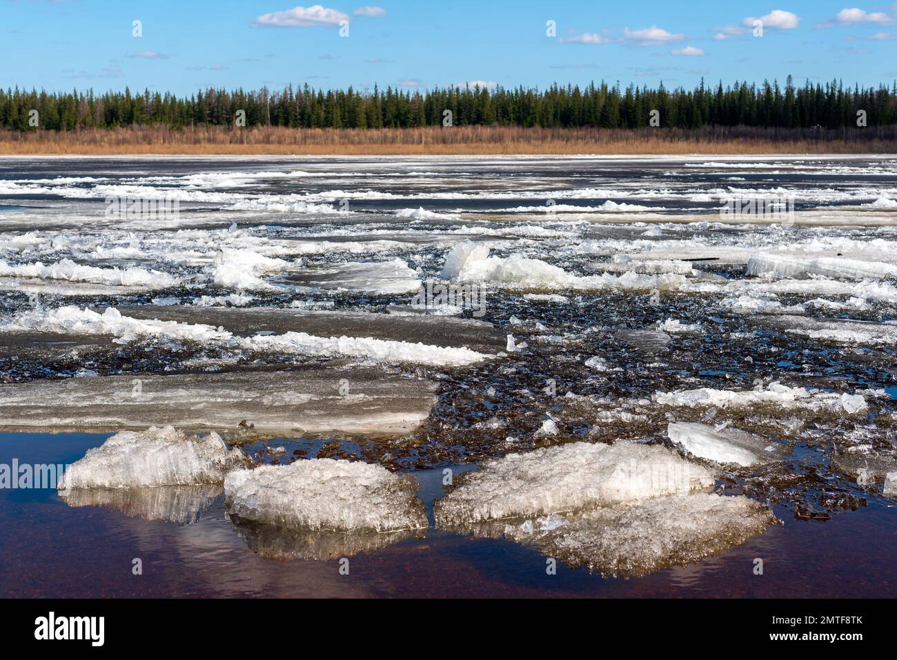 Ice drift on the spring river in Yakutia Vilyui against the background of the taiga forest and clear water over the clouds during the day. Stock Photo