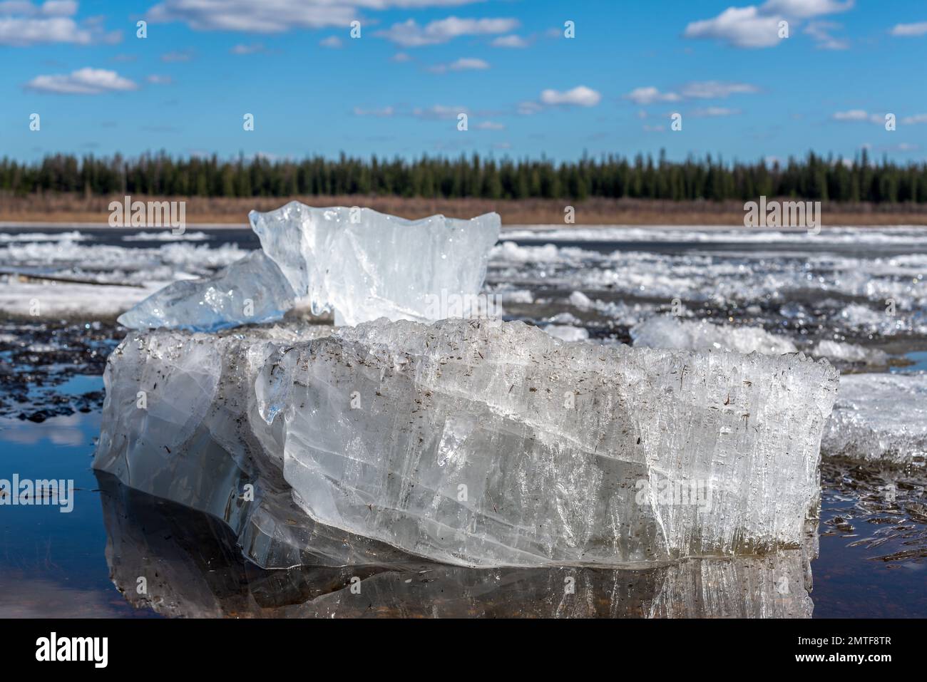 The ice floe lies aground. Ice drift on the spring river in Yakutia Vilyui against the backdrop of the taiga forest and clear water over the clouds Stock Photo