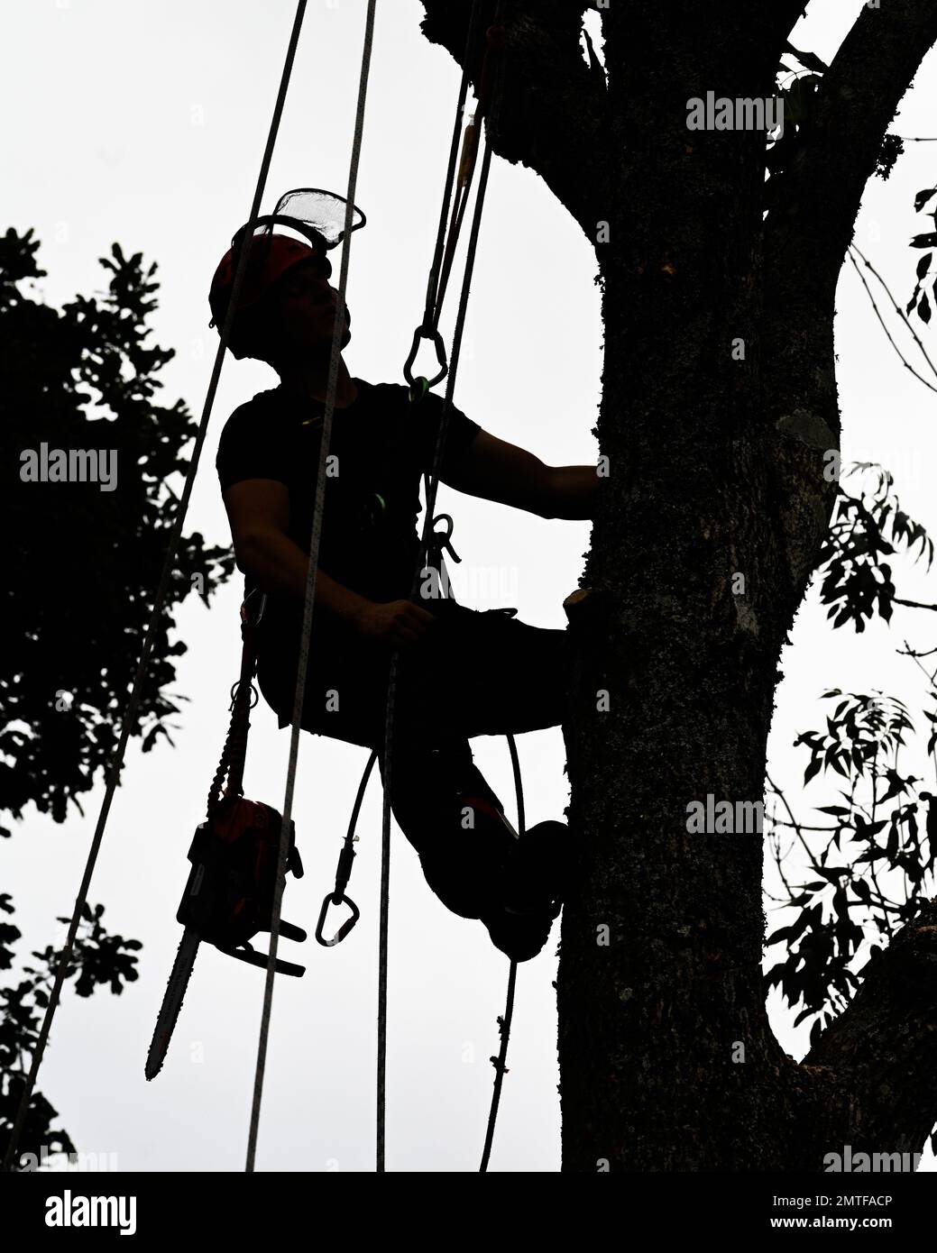 Tree Surgeon at work Copyrighted photo by Paul Slater Images Ltd