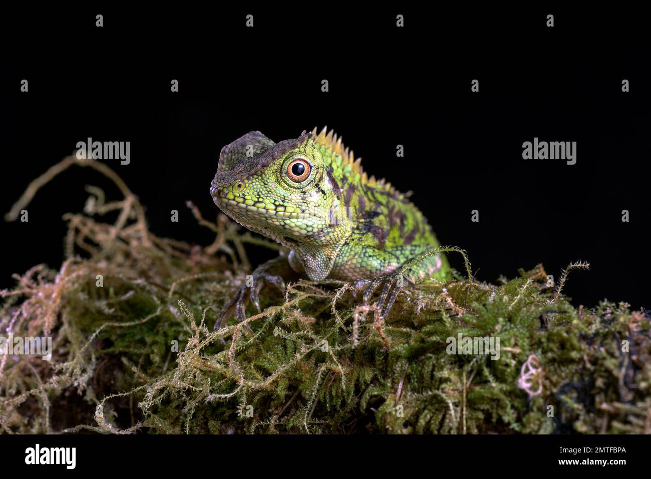 Forest dragon lizard in black background Stock Photo