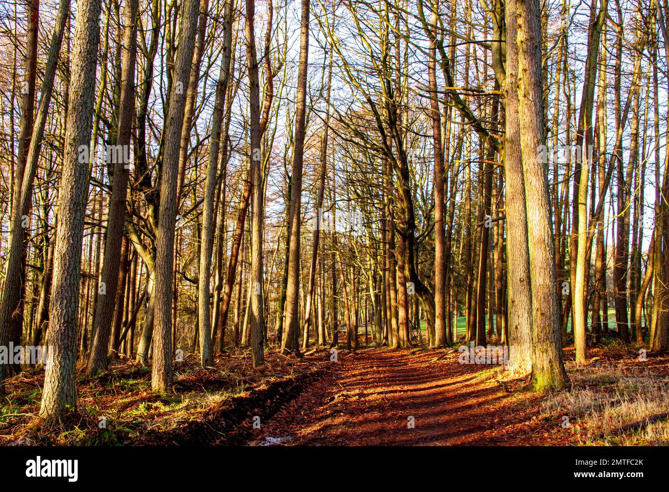 Woods woodland trees hi-res stock photography and images - Alamy