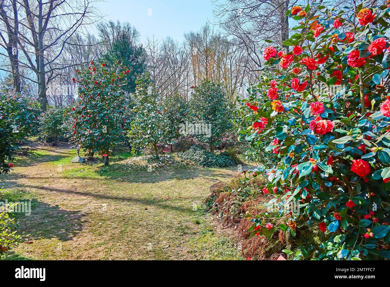Enjoy the walk among bright red, pink, purple, white camellias in Camellia Park of Locarno, Switzerland Stock Photo