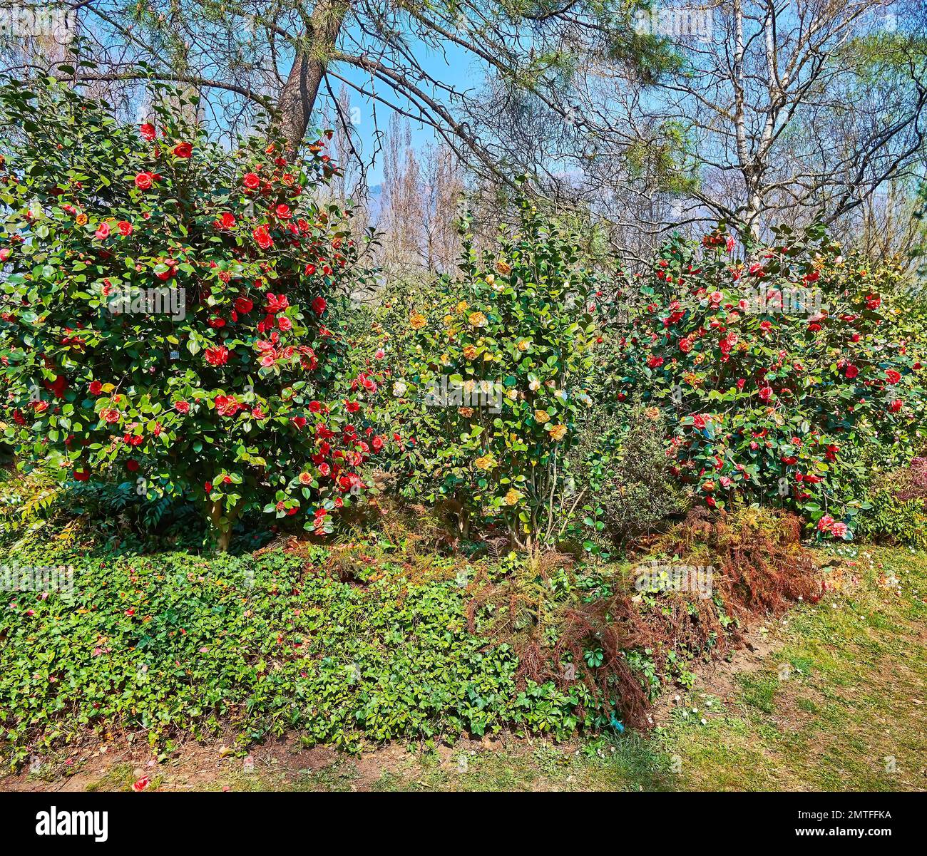 The tall flowering camellia bushes in Camellia Park of Locarno