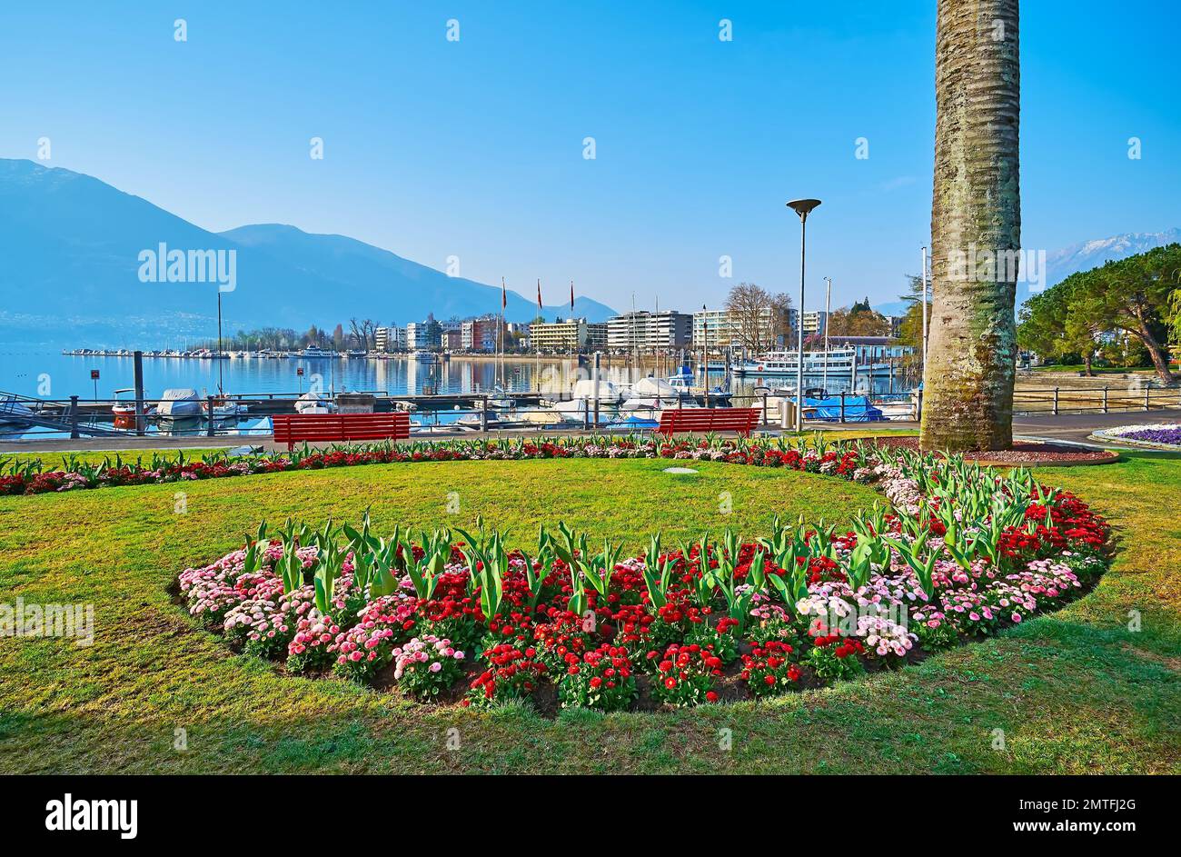 The lakeside park with green lawn, ornamental flower beds of red and pink daisies against the part and foggy Alps, Lake Maggiore, Locarno, Switzerland Stock Photo