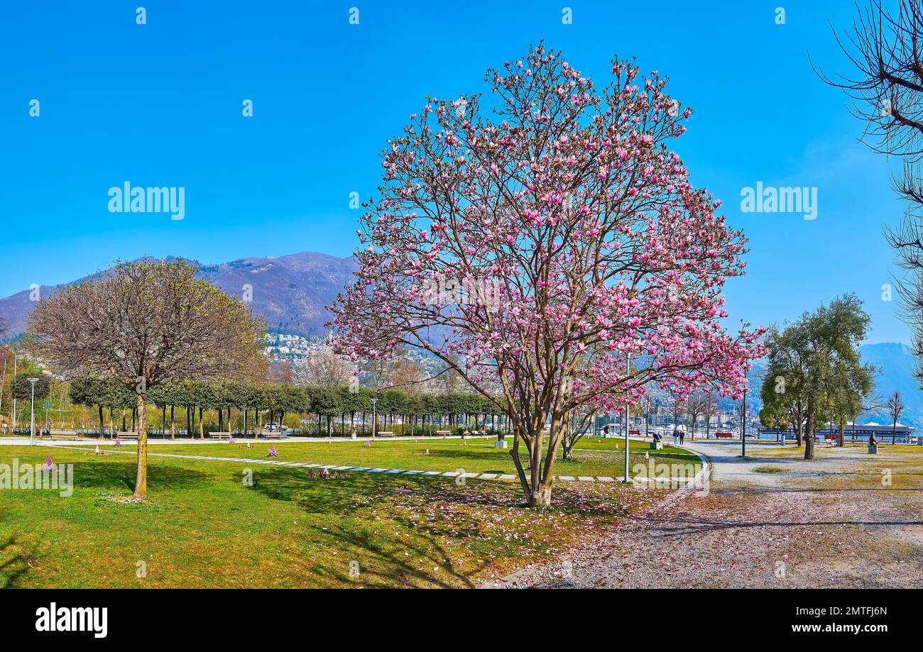 Giardini Jean Arp garden with a beautiful spread mgnolia liliiflora tree in blossom, Locarno, Switzerland Stock Photo