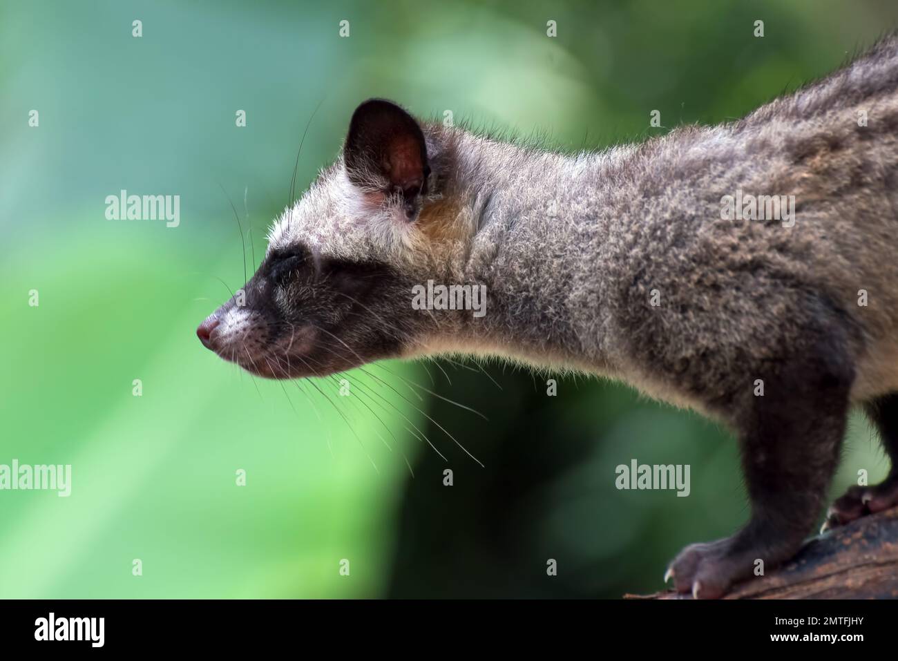 Close up photo of Asian palm civet Stock Photo