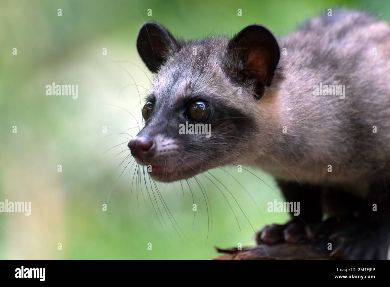 Close up photo of Asian palm civet Stock Photo