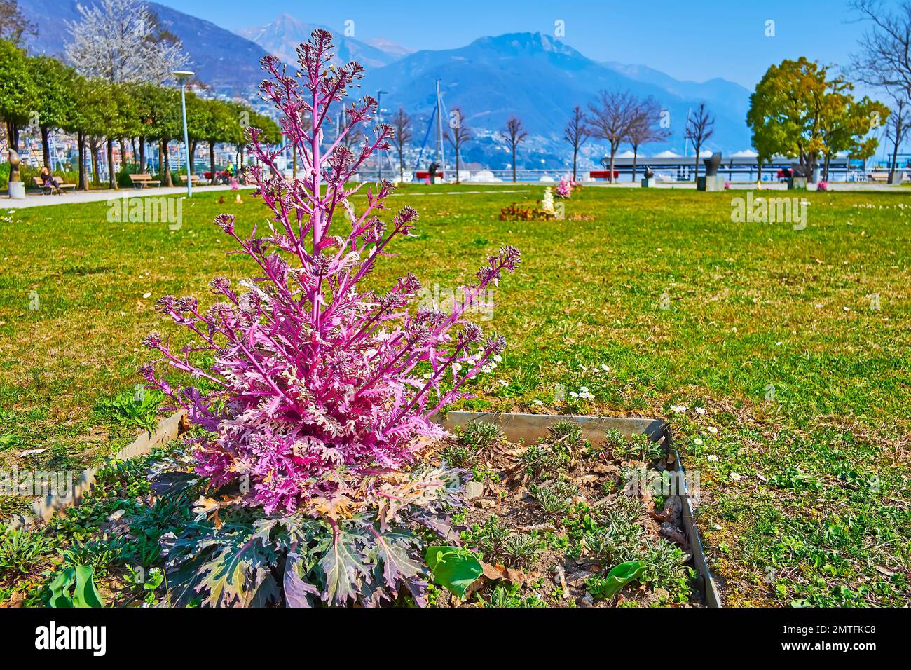 The green lawn of Giardini Jean Arp garden with ornamental kale against the green trees and hazy Alps, Locarno, Switzerland Stock Photo