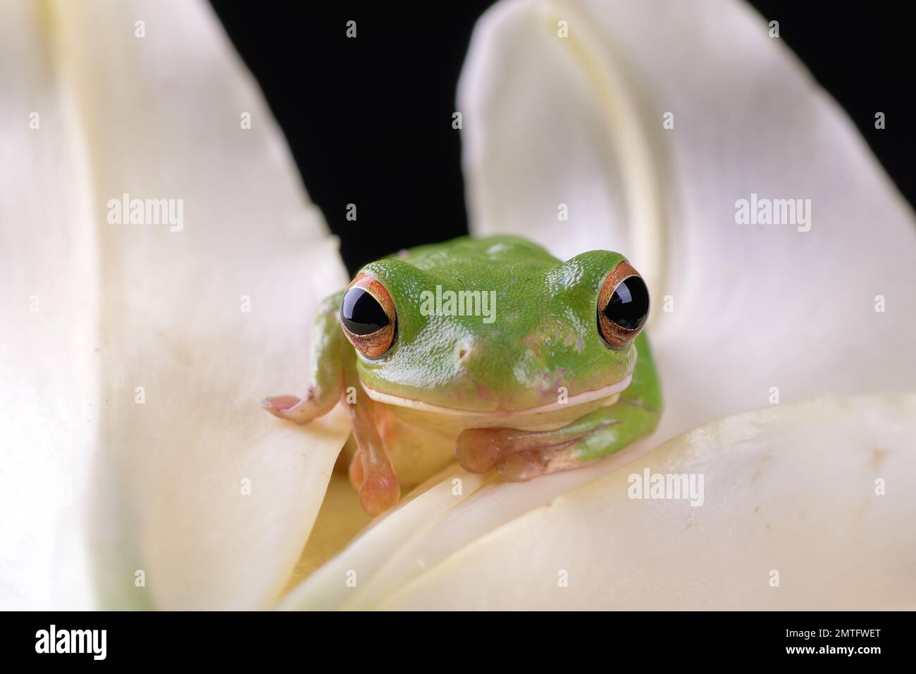 Dumpy frog hiding inside lily flower Stock Photo
