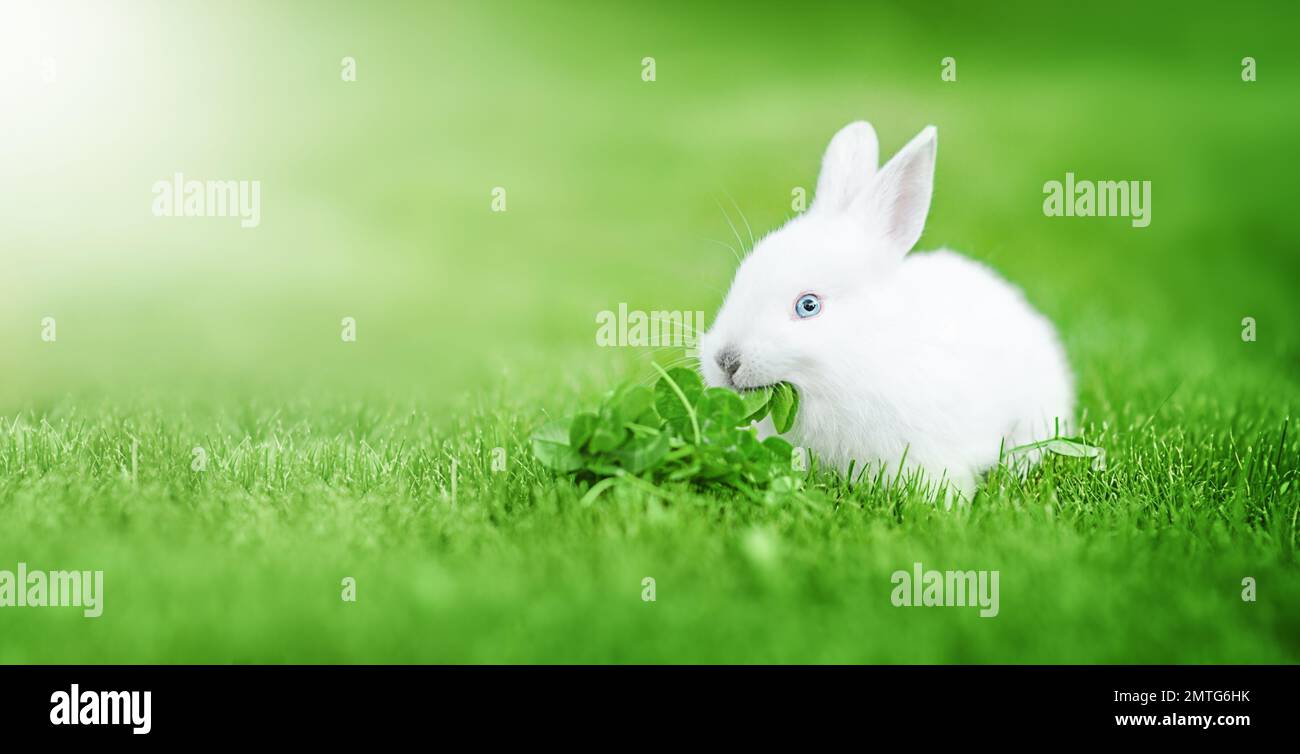 Cute little Easter bunny in the meadow. Green grass under the sunbeams ...