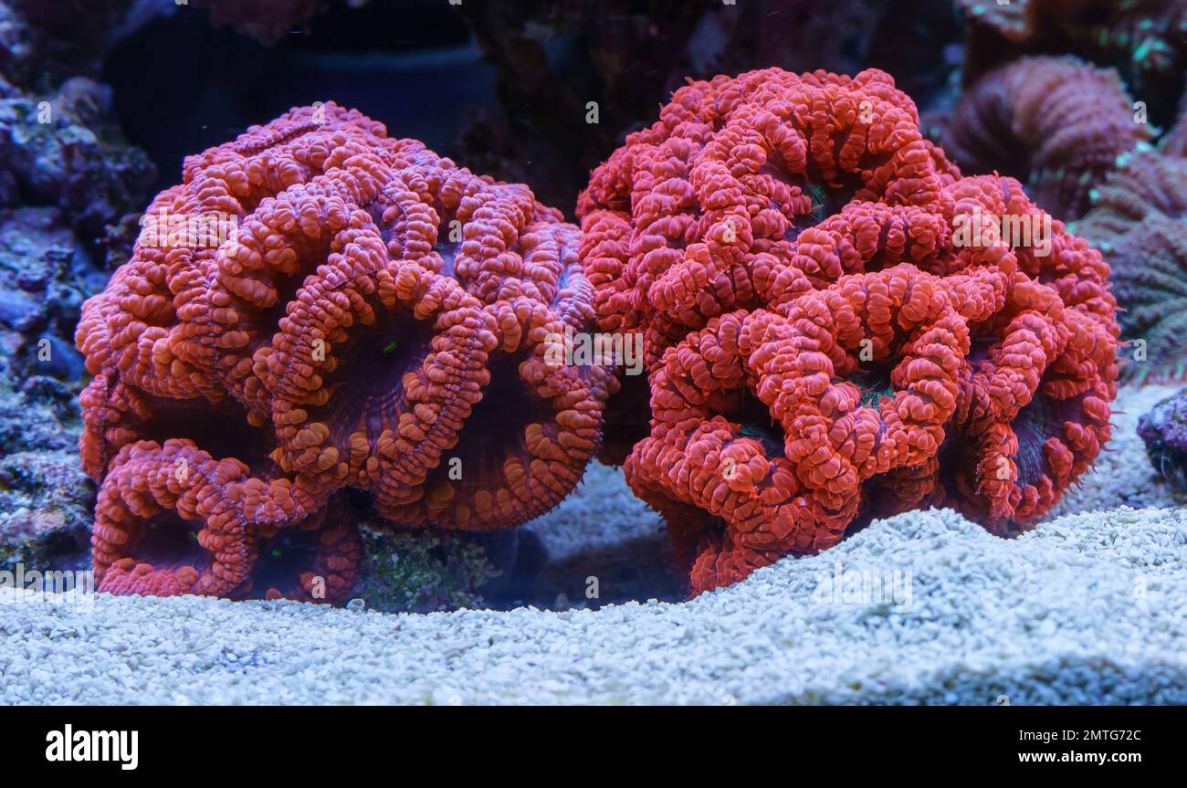 Blastomussa Coral Stock Photo