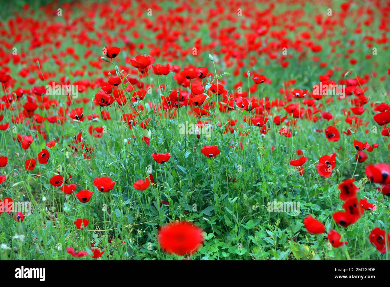 Field of red poppy flowers Stock Photo Alamy