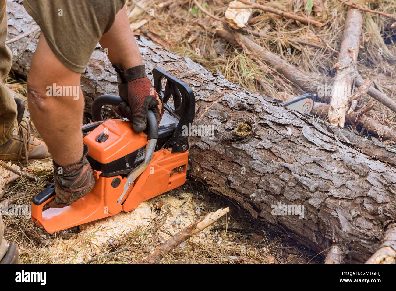 In process of cutting down trees an employee is using chainsaw to cut trees this resulted in destruction forest as result of activity. Stock Photo