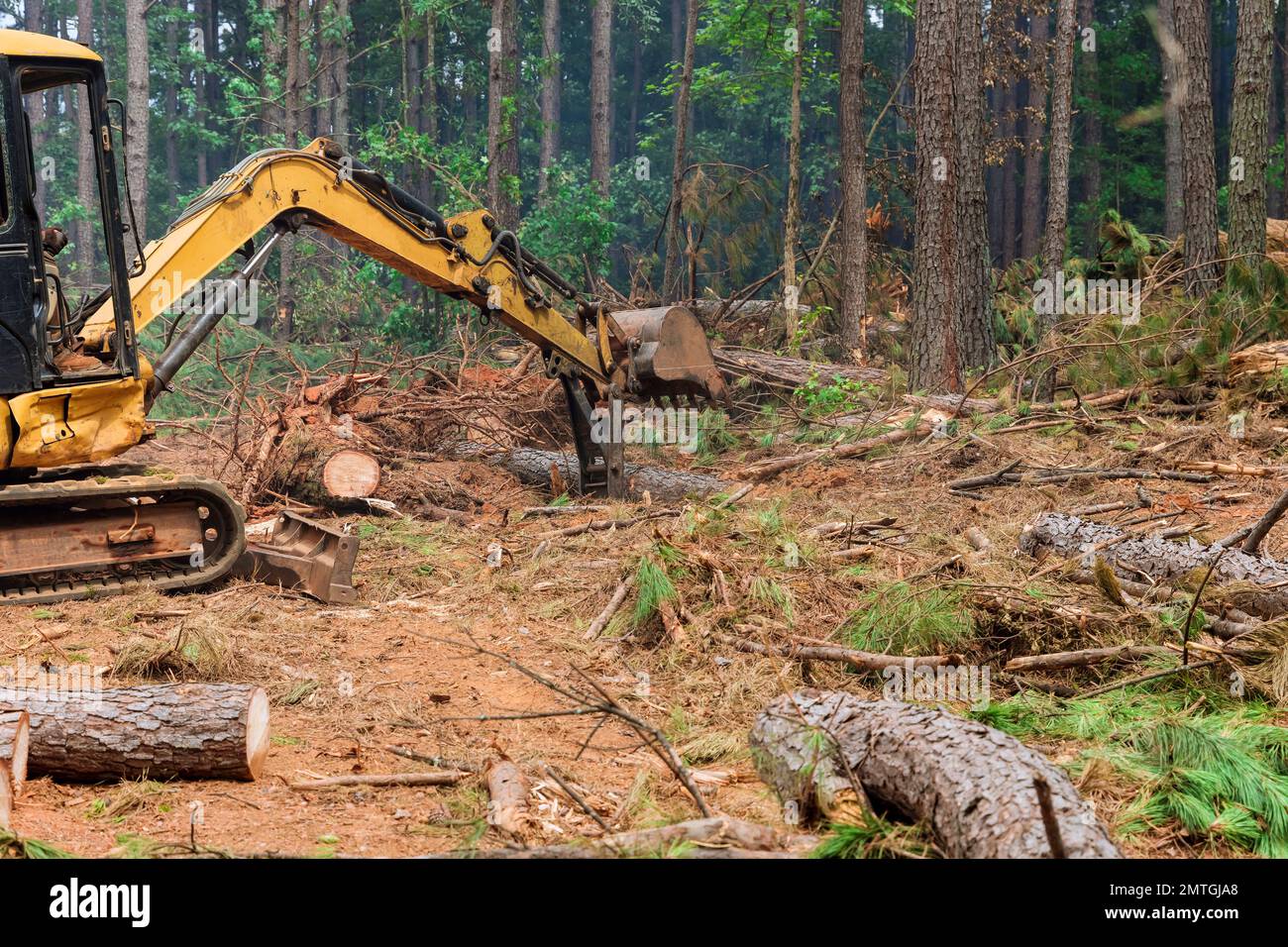During deforestation process tractor manipulator operates to uproot trees lift logs prepare land for housing construction construction. Stock Photo