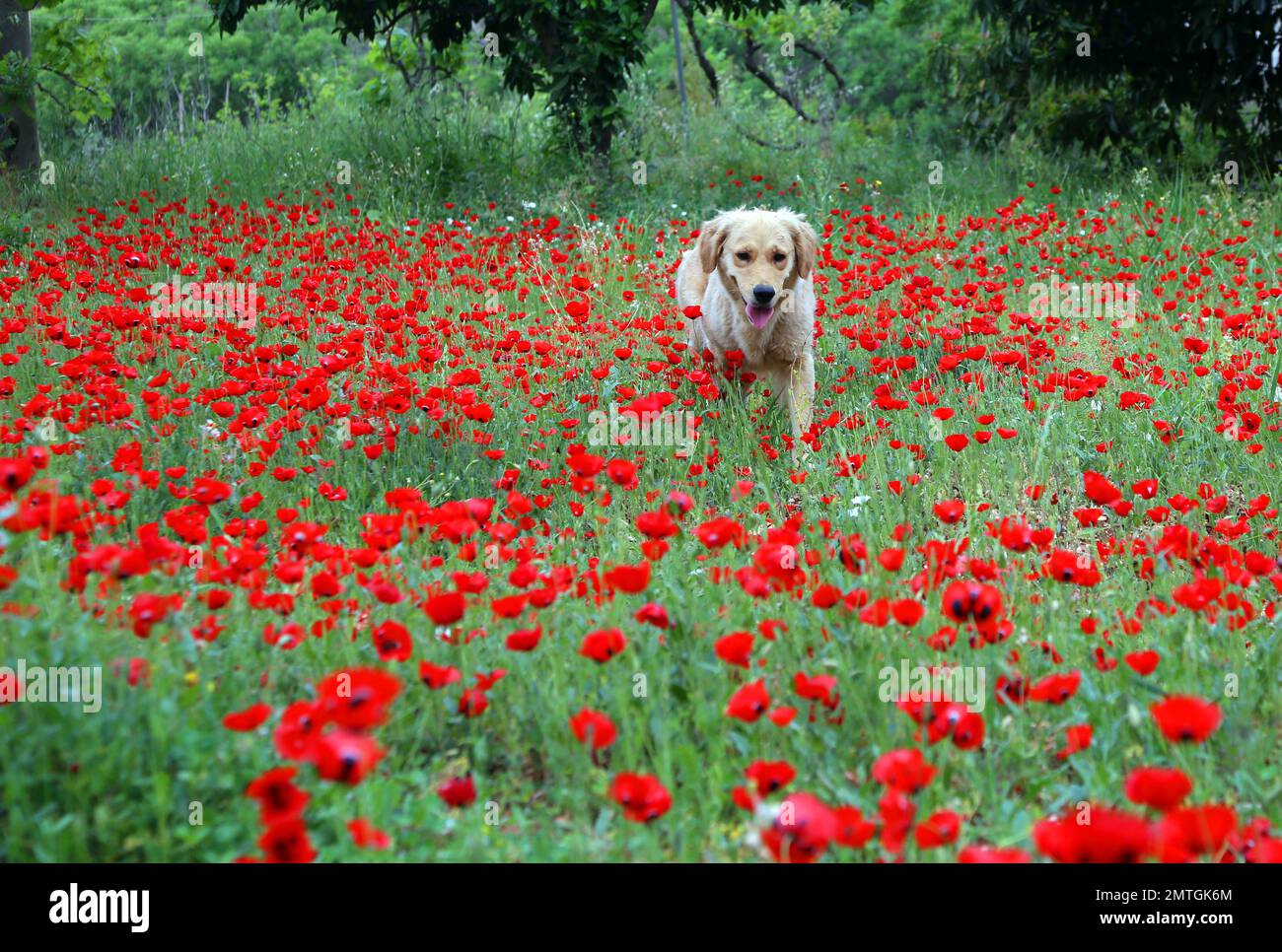 Golden retriever dog running in a field of red poppies Stock Photo - Alamy