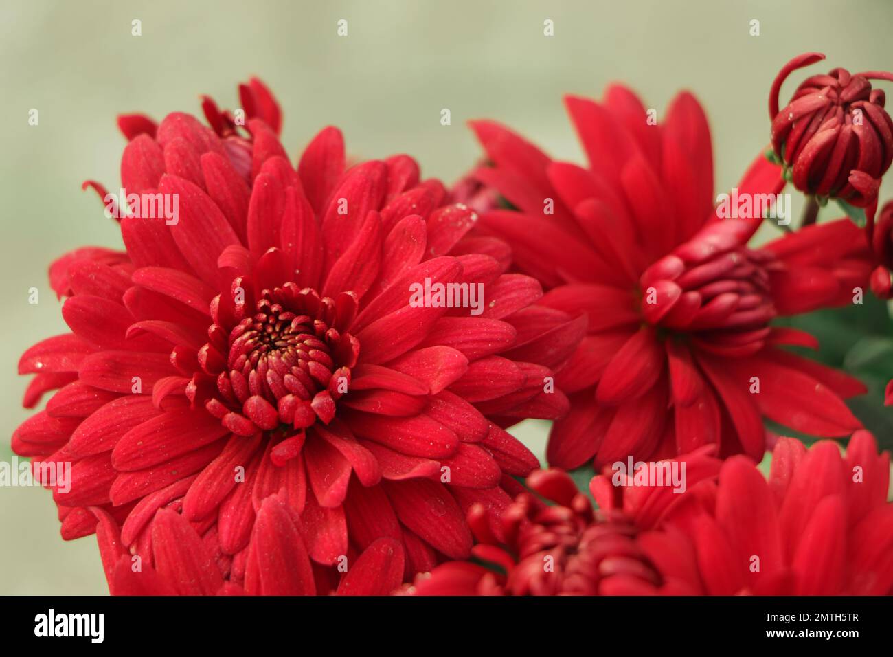 Bunch dark red chrysanthemum hires stock photography and images Alamy