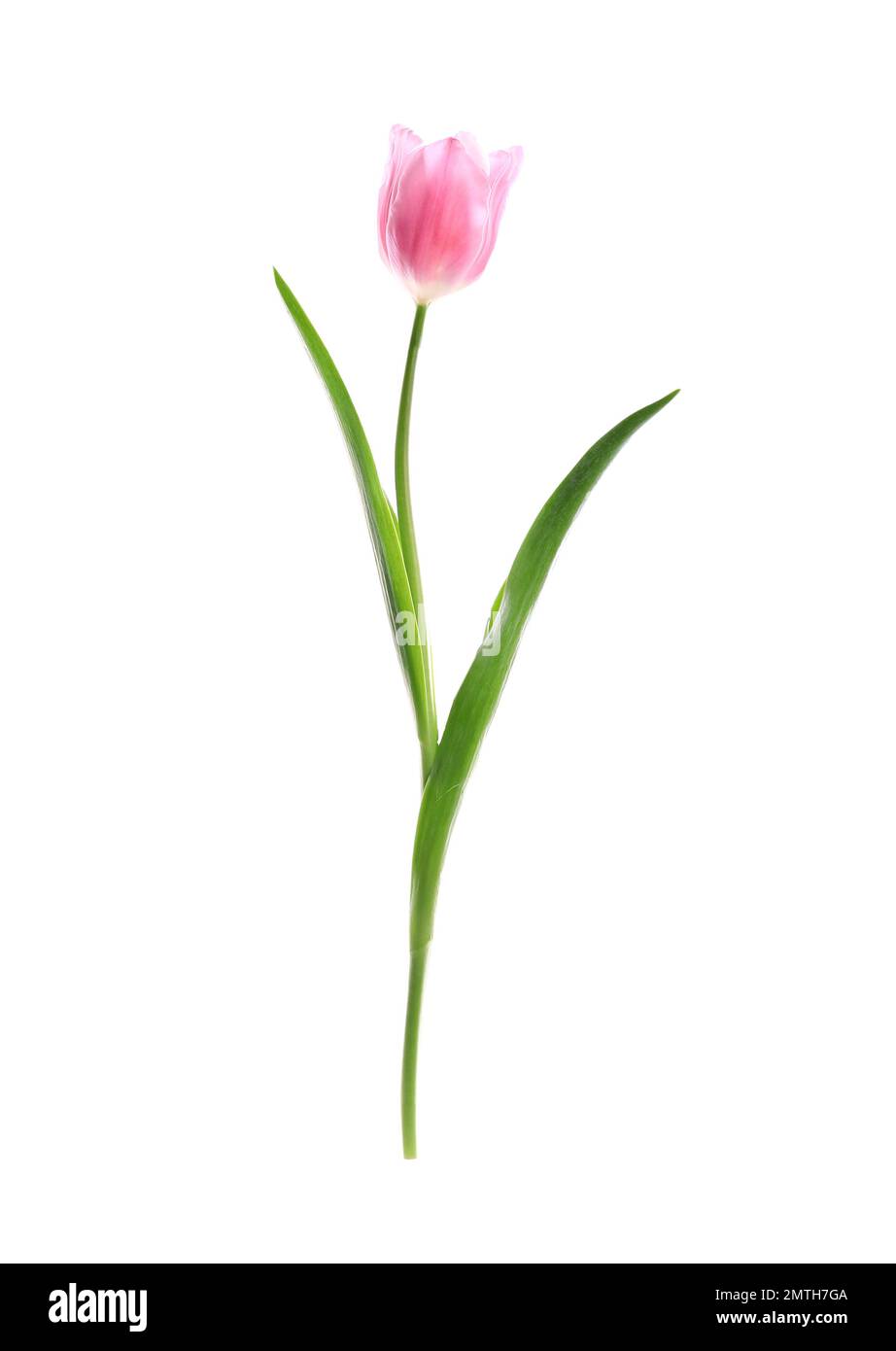 Beautiful spring pink tulip isolated on white Stock Photo - Alamy